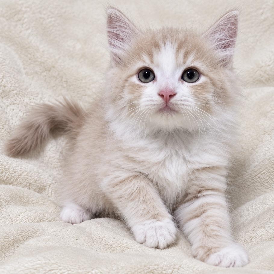 Enlarge Milo, a Adoptable Domestic Medium Hair in Hillsborough, NJ image 3/3