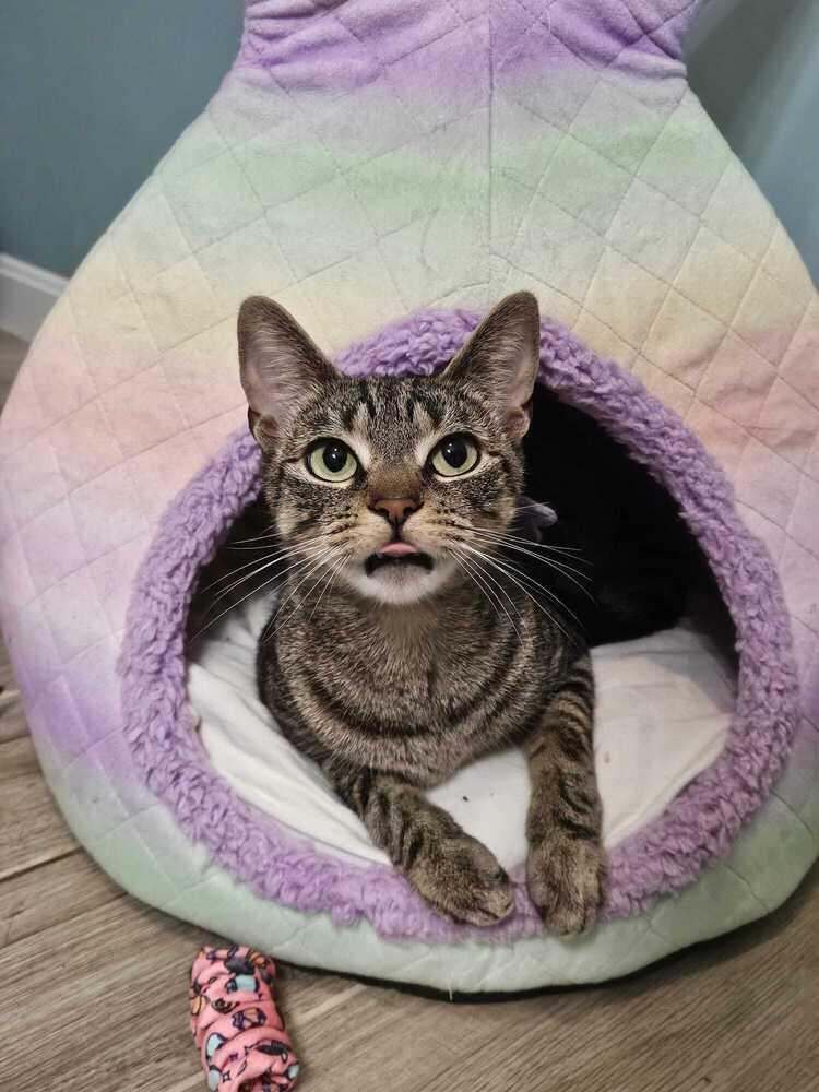 Enlarge Nyx, a Adoptable Domestic Short Hair in Hudson, NH image 1/5
