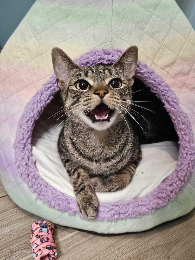 Enlarge Nyx, a Adoptable Domestic Short Hair in Hudson, NH image 2/5