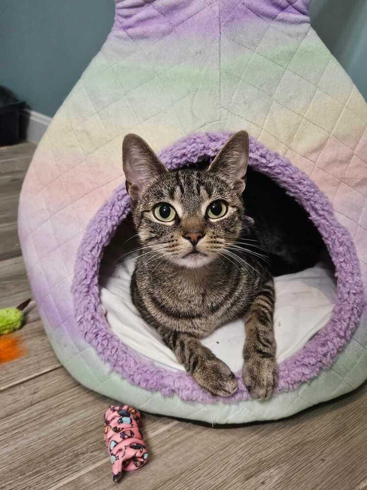 Enlarge Nyx, a Adoptable Domestic Short Hair in Hudson, NH image 4/5