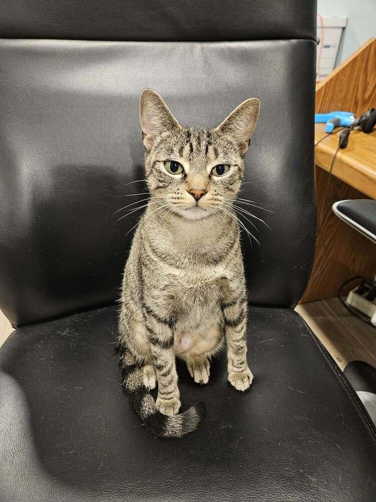 Enlarge Nyx, a Adoptable Domestic Short Hair in Hudson, NH image 5/5
