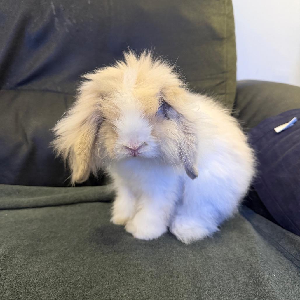 Jot, Adoptable, Young Male Mini Lop & Angora Rabbit.