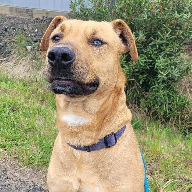 The Brain, ADOPTABLE, Adult Male Labrador Retriever & German Shepherd Dog.