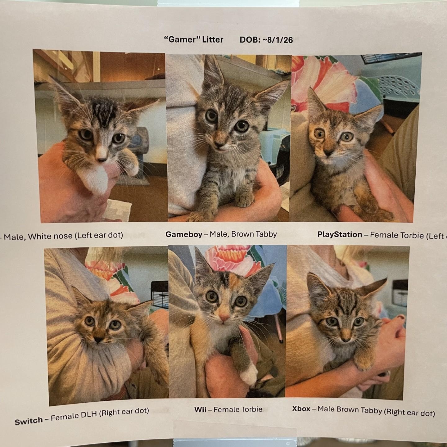 8 week old kittens, Adoptable, Kitten Female Torbie.