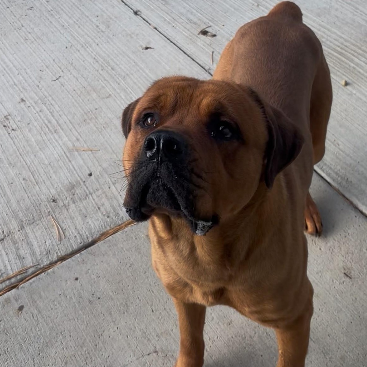 Bruno, ADOPTABLE, Young Male Cane Corso & Rottweiler.