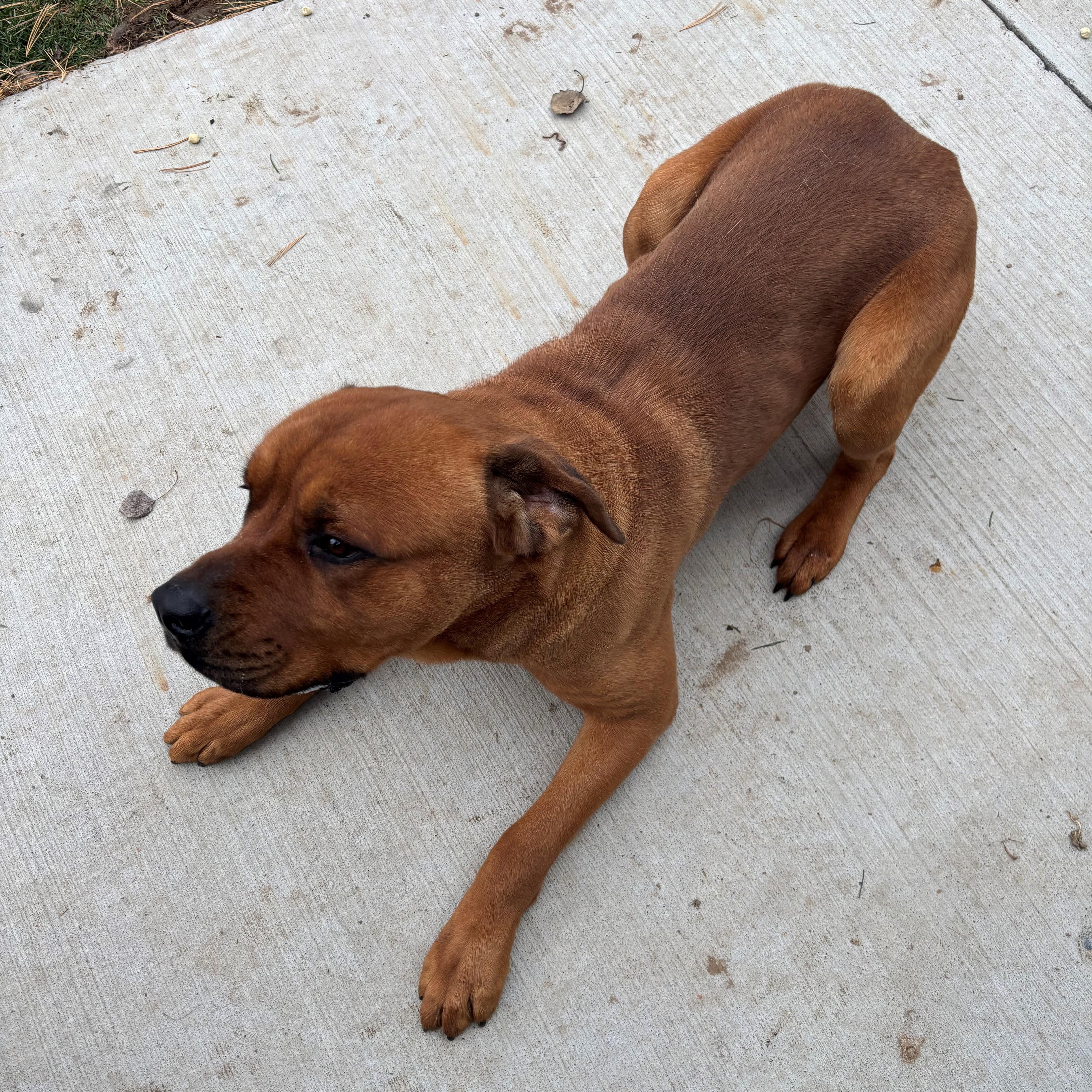 Bruno, a ADOPTABLE mixed breed in Quincy, WA image 2/3