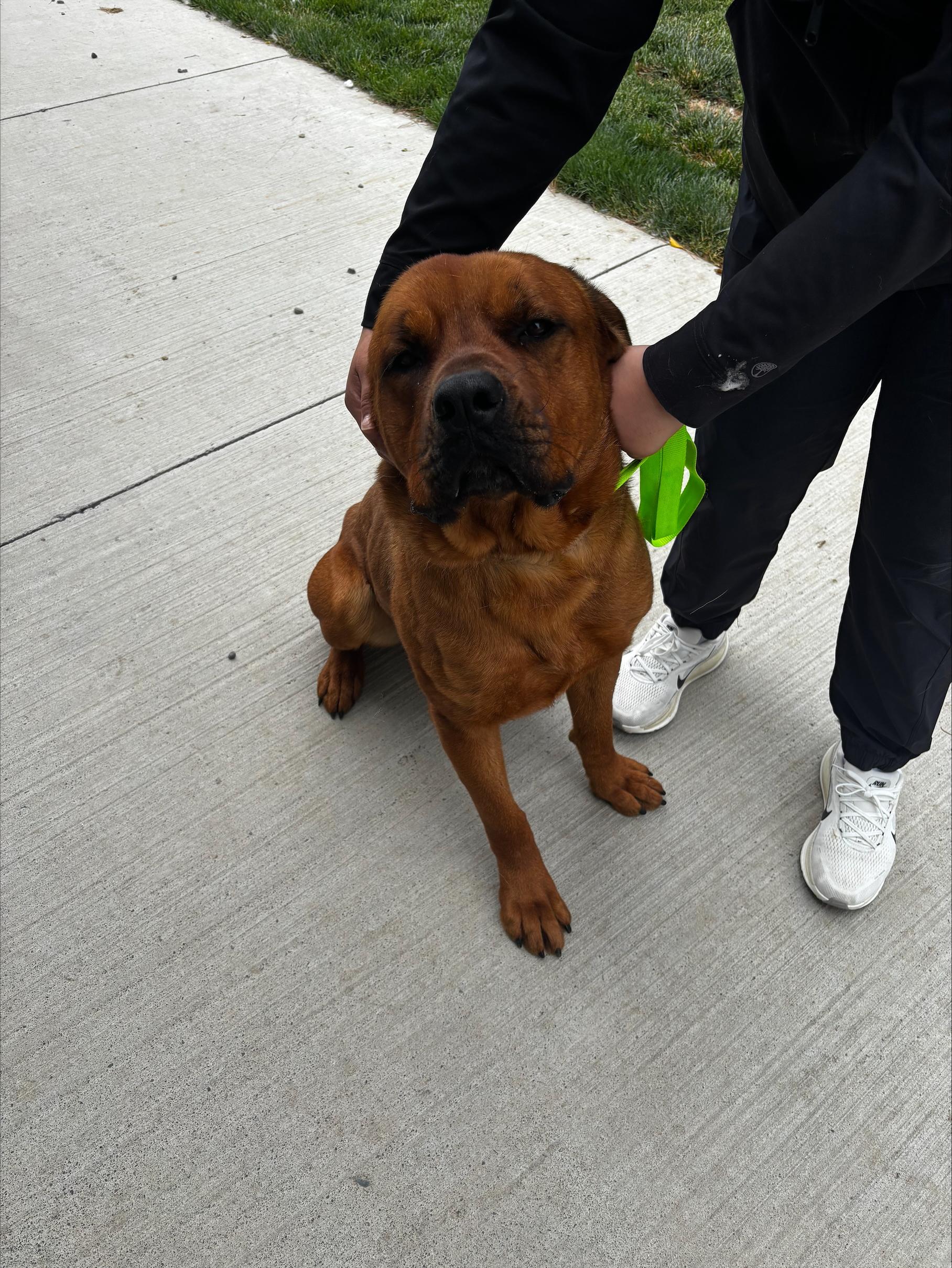Bruno, ADOPTABLE, Young Male Cane Corso & Rottweiler.