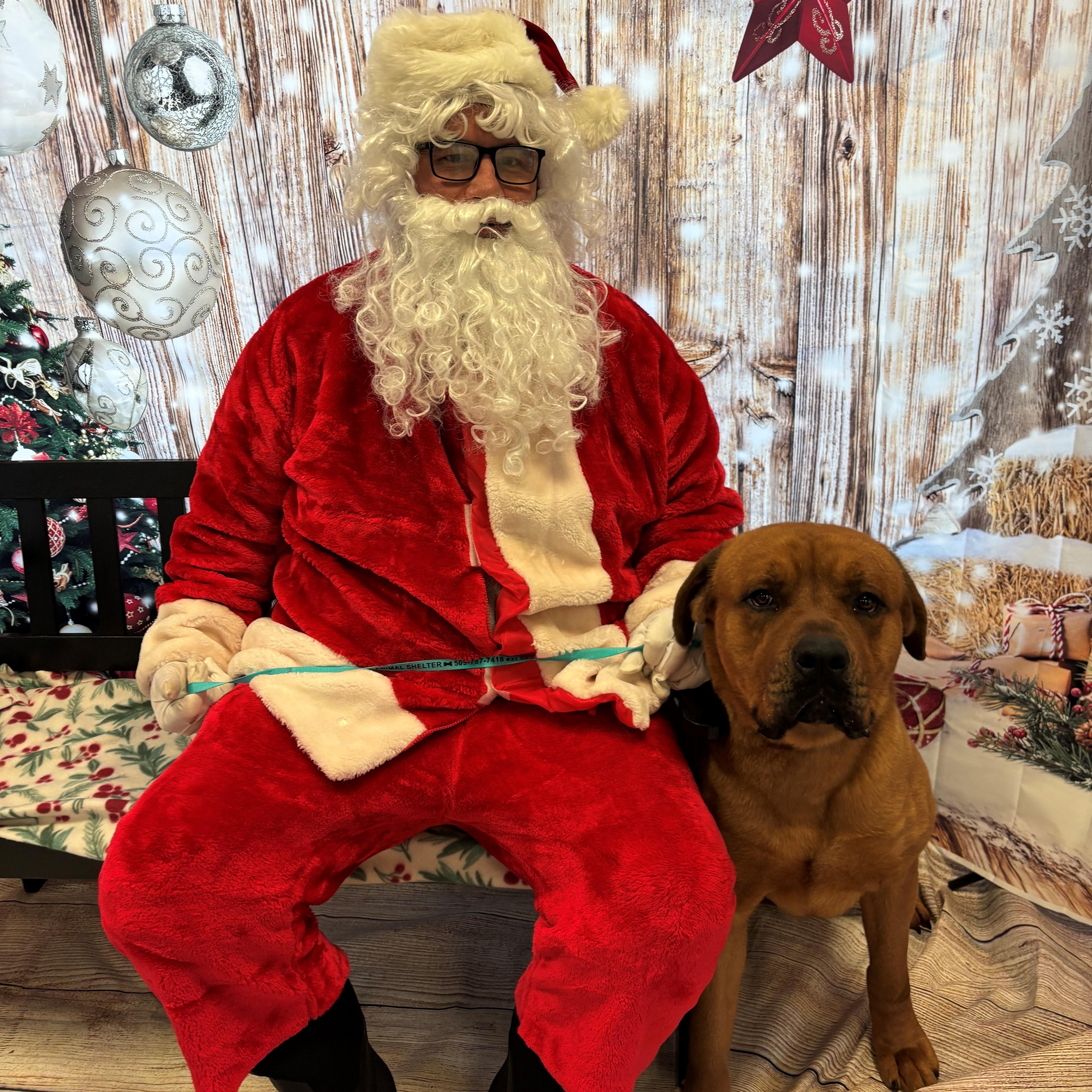 Bruno, a ADOPTABLE mixed breed in Quincy, WA image 3/3