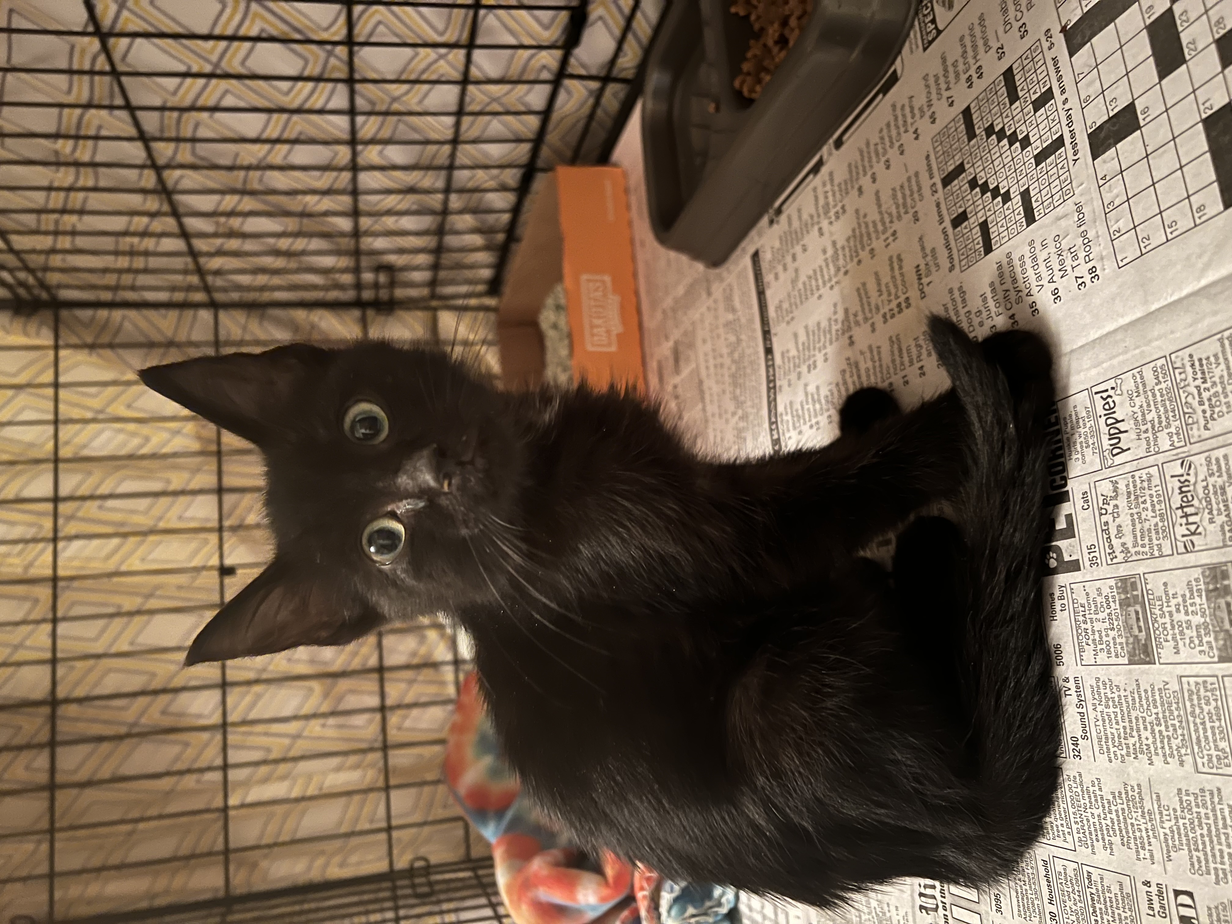 Rory, Adopted, Young Male Domestic Short Hair.