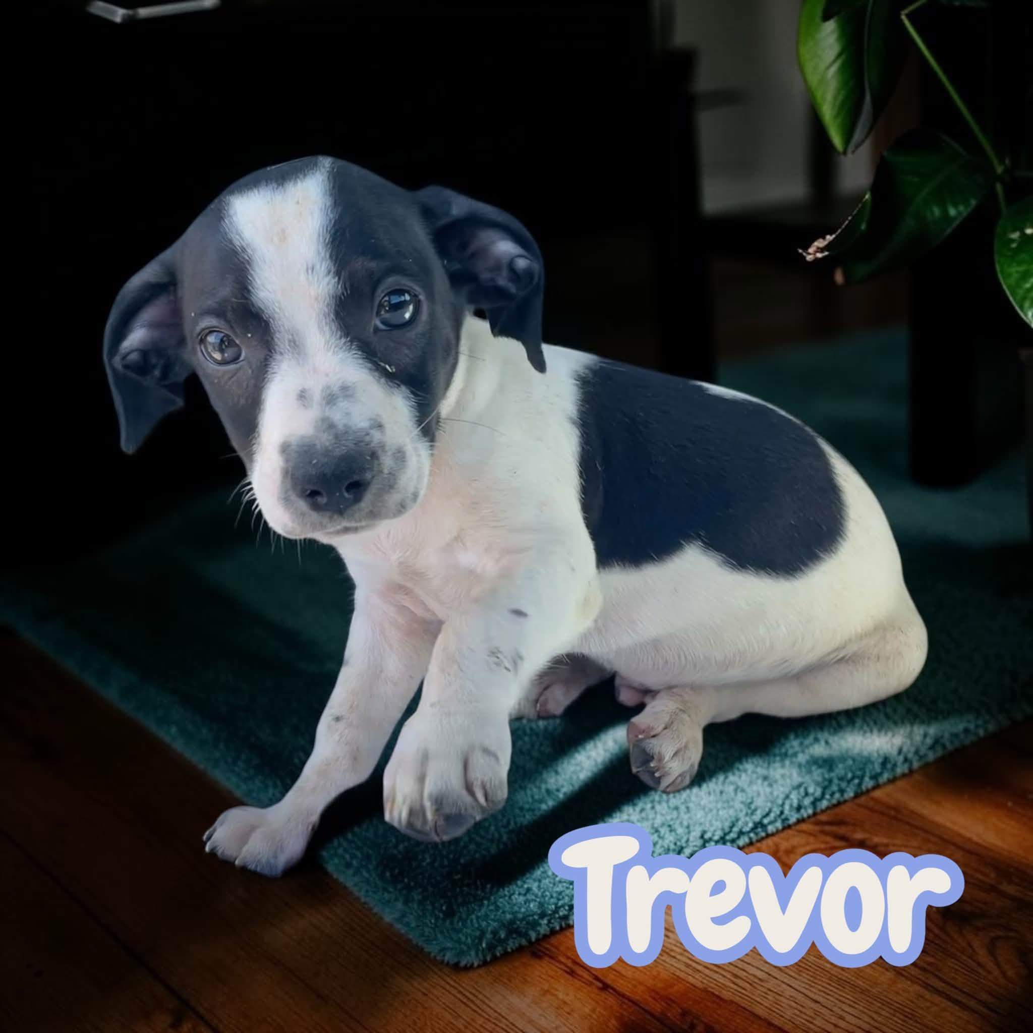 Enlarge Trevor - sweet, social chiweenie, a Adoptable mixed breed in Lexington, NC image 5/5