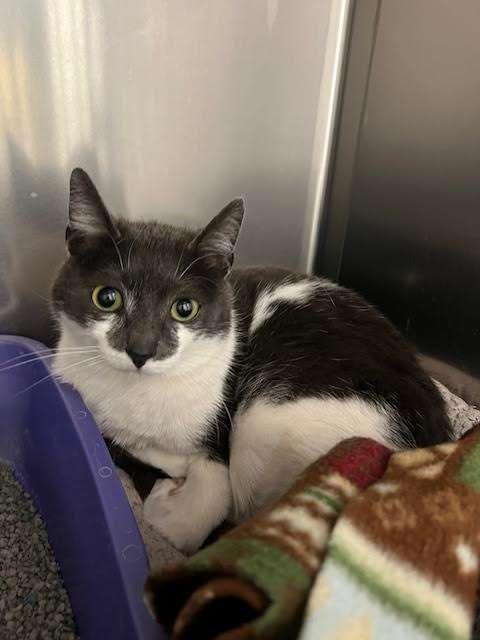 DETECTIVE CAT, M.D., Adoptable, Adult Male Domestic Short Hair.