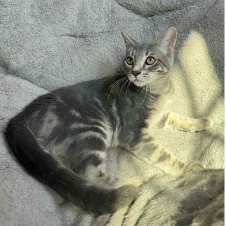 Enlarge Stormy, a ADOPTABLE mixed breed in Warr Acres, OK image 1/1