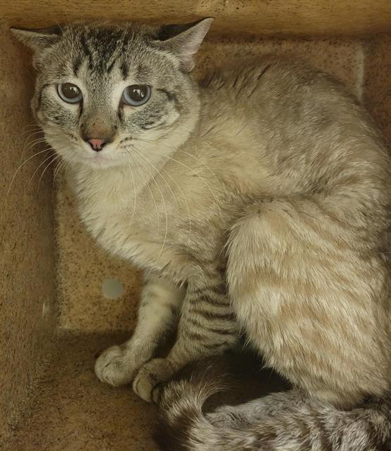 Enlarge SIMBA SKITTERBEAN, a Adoptable Siamese in West Valley City, UT image 1/1