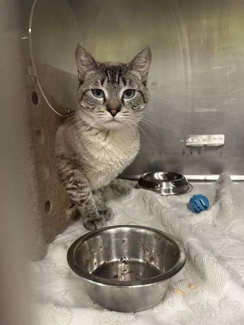 SIMBA SKITTERBEAN, Adoptable, Young Male Siamese.