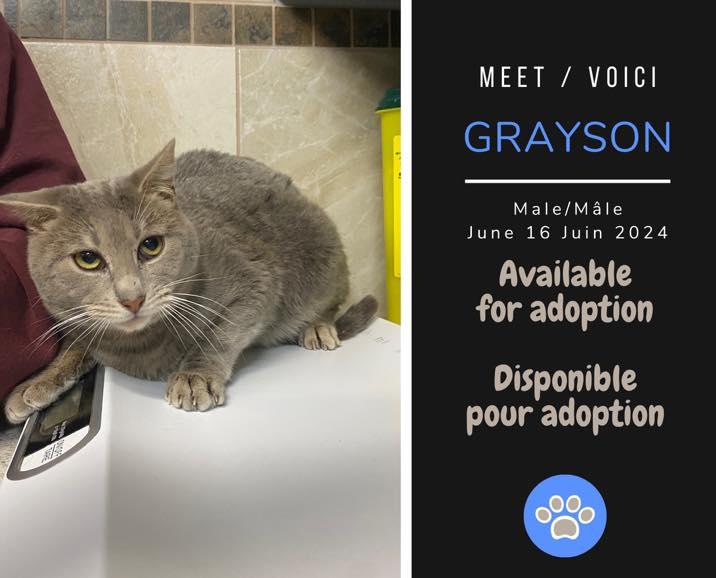 Grayson, Adoptable, Adult Male Domestic Short Hair.