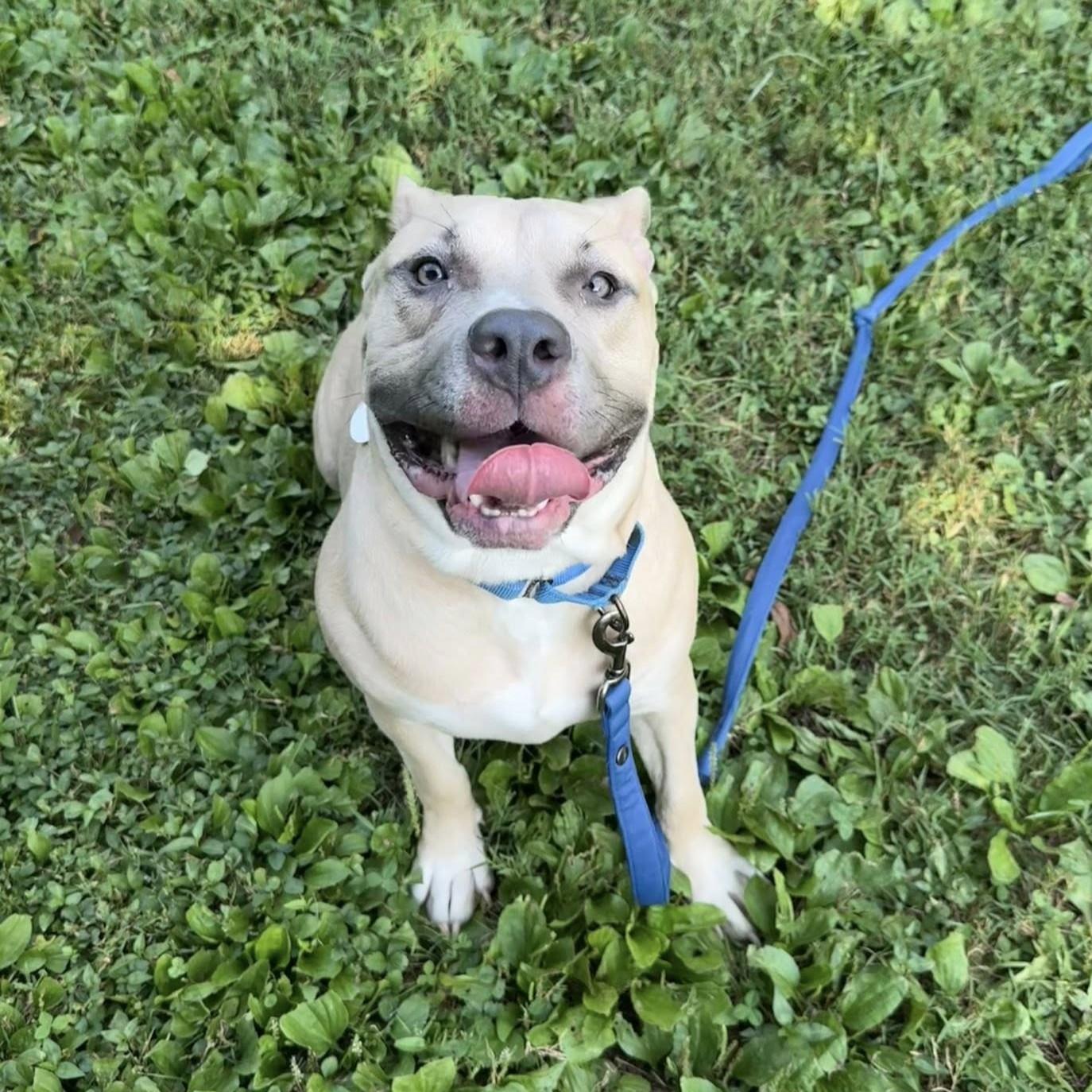 Hazel