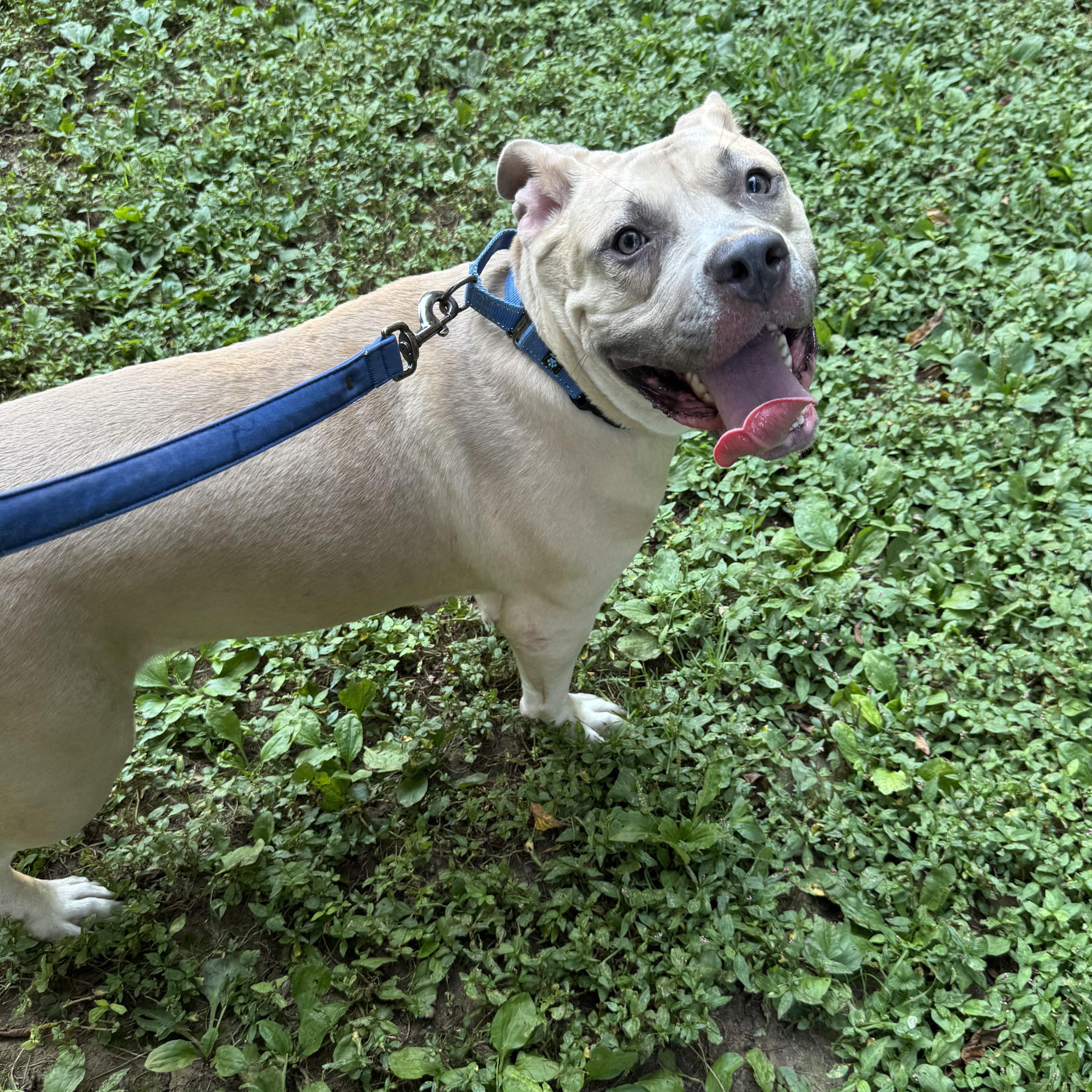 Hazel