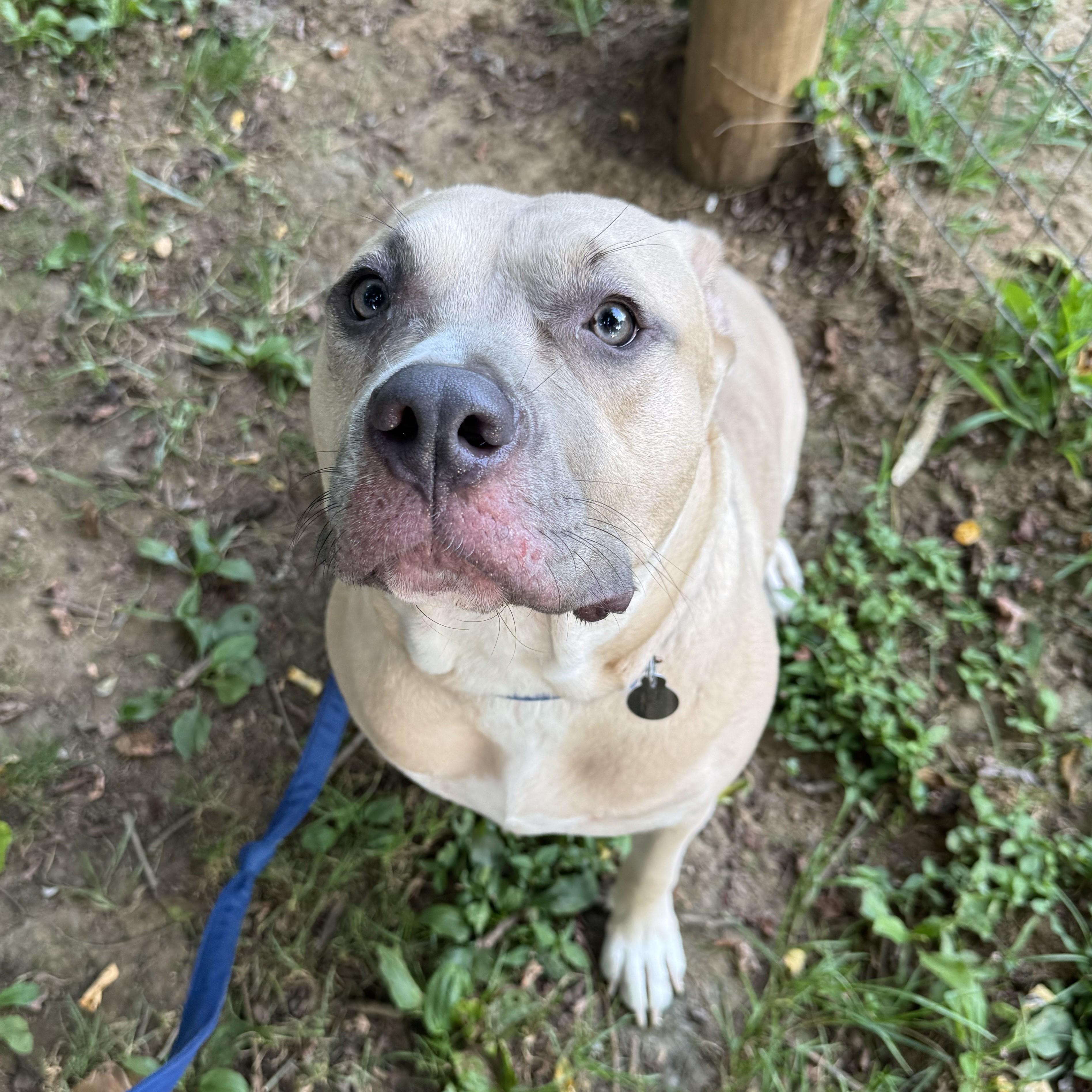 Hazel