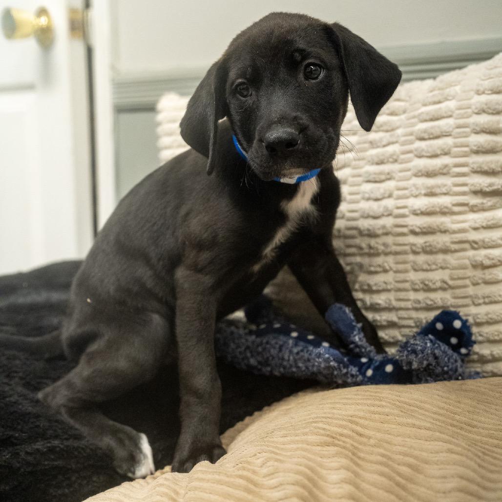 Enlarge Raymond, a Adoptable mixed breed in Pawling, NY image 1/6