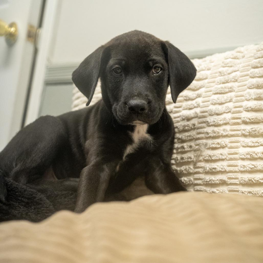 Enlarge Raymond, a Adoptable mixed breed in Pawling, NY image 2/6