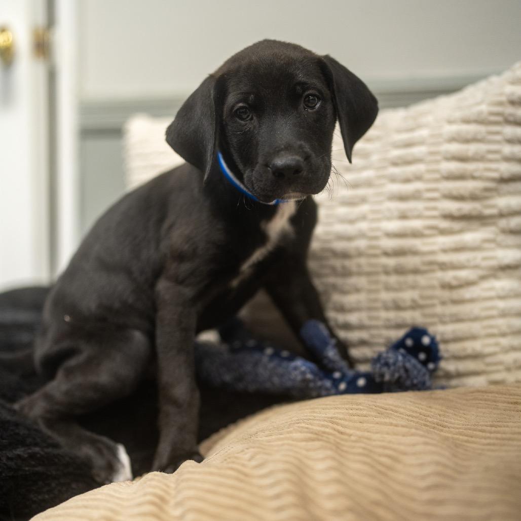 Enlarge Raymond, a Adoptable mixed breed in Pawling, NY image 3/6