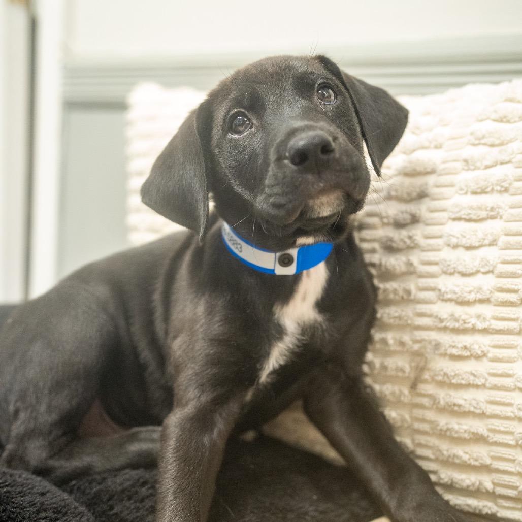 Enlarge Raymond, a Adoptable mixed breed in Pawling, NY image 4/6