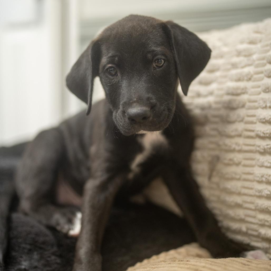 Enlarge Raymond, a Adoptable mixed breed in Pawling, NY image 5/6