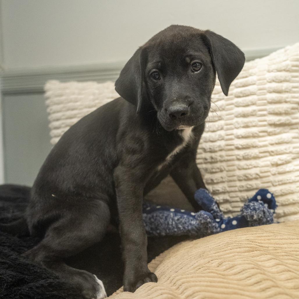 Enlarge Raymond, a Adoptable mixed breed in Pawling, NY image 6/6