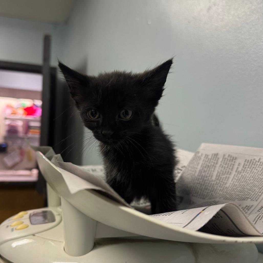 Cremini, Adoptable, Kitten Male Domestic Short Hair.