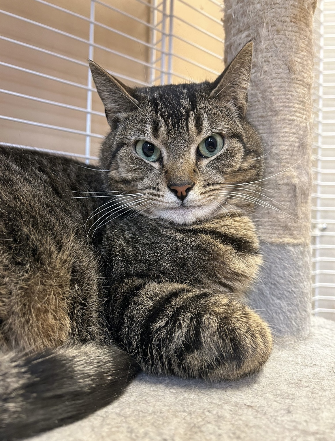 Cat for adoption BlissDundas East Animal Hospital , a Domestic Short