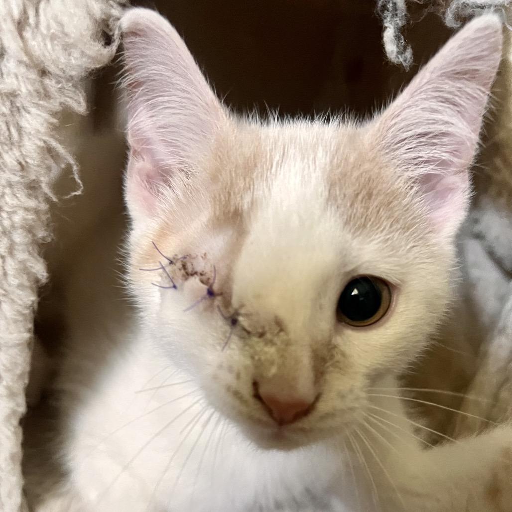 Brooks, Adoptable, Kitten Male Domestic Short Hair.
