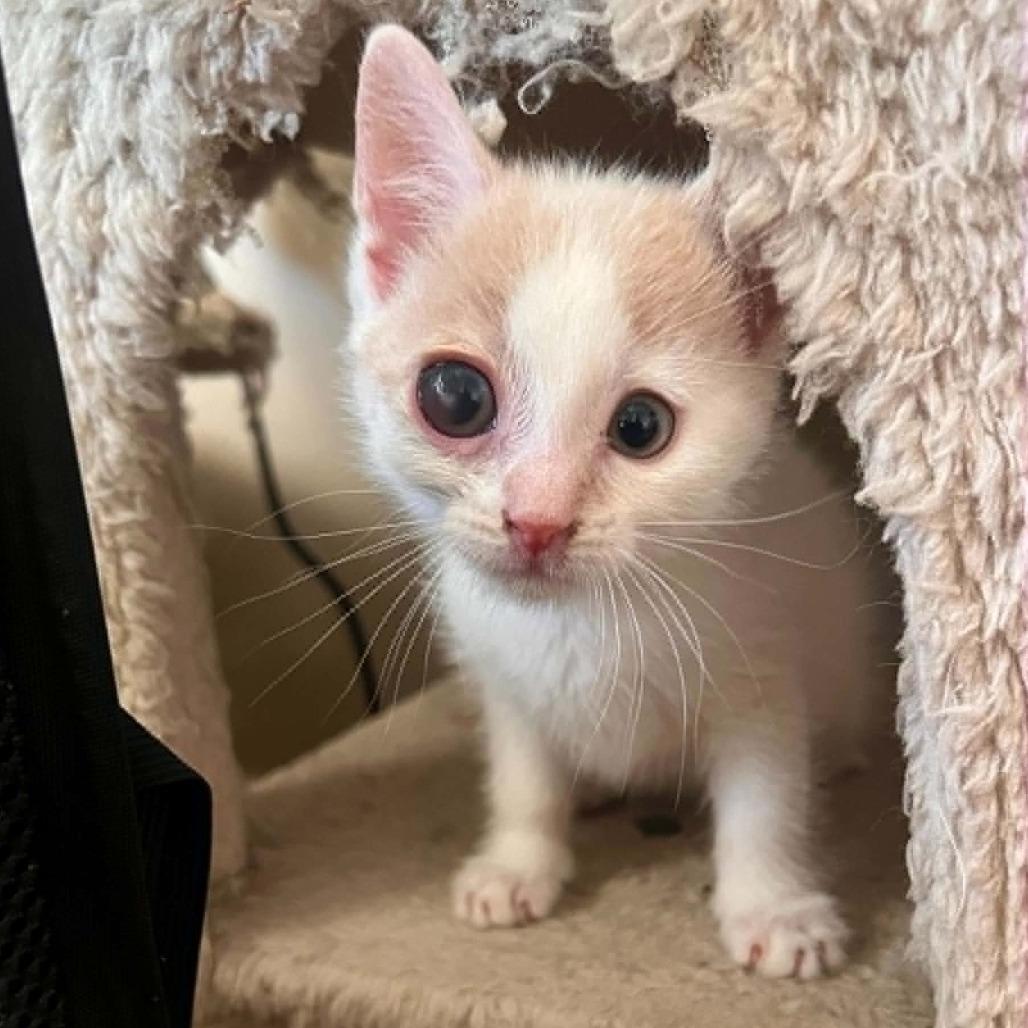 Brooks, a Adoptable Domestic Short Hair in North Canton, OH image 2/3
