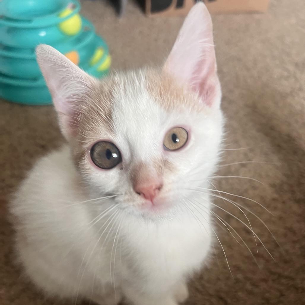 Brooks, a Adoptable Domestic Short Hair in North Canton, OH image 3/3