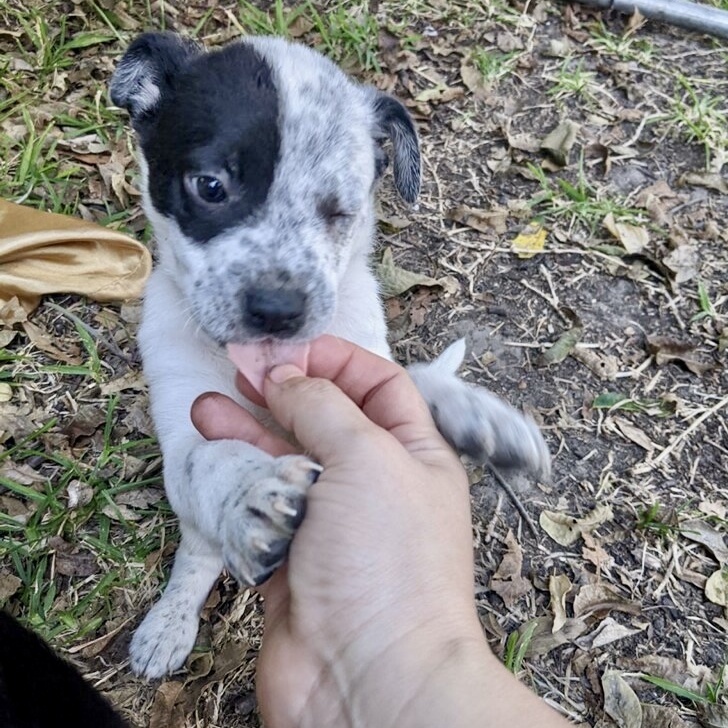 Dog for adoption Rowdy, an Australian Cattle Dog / Blue Heeler in