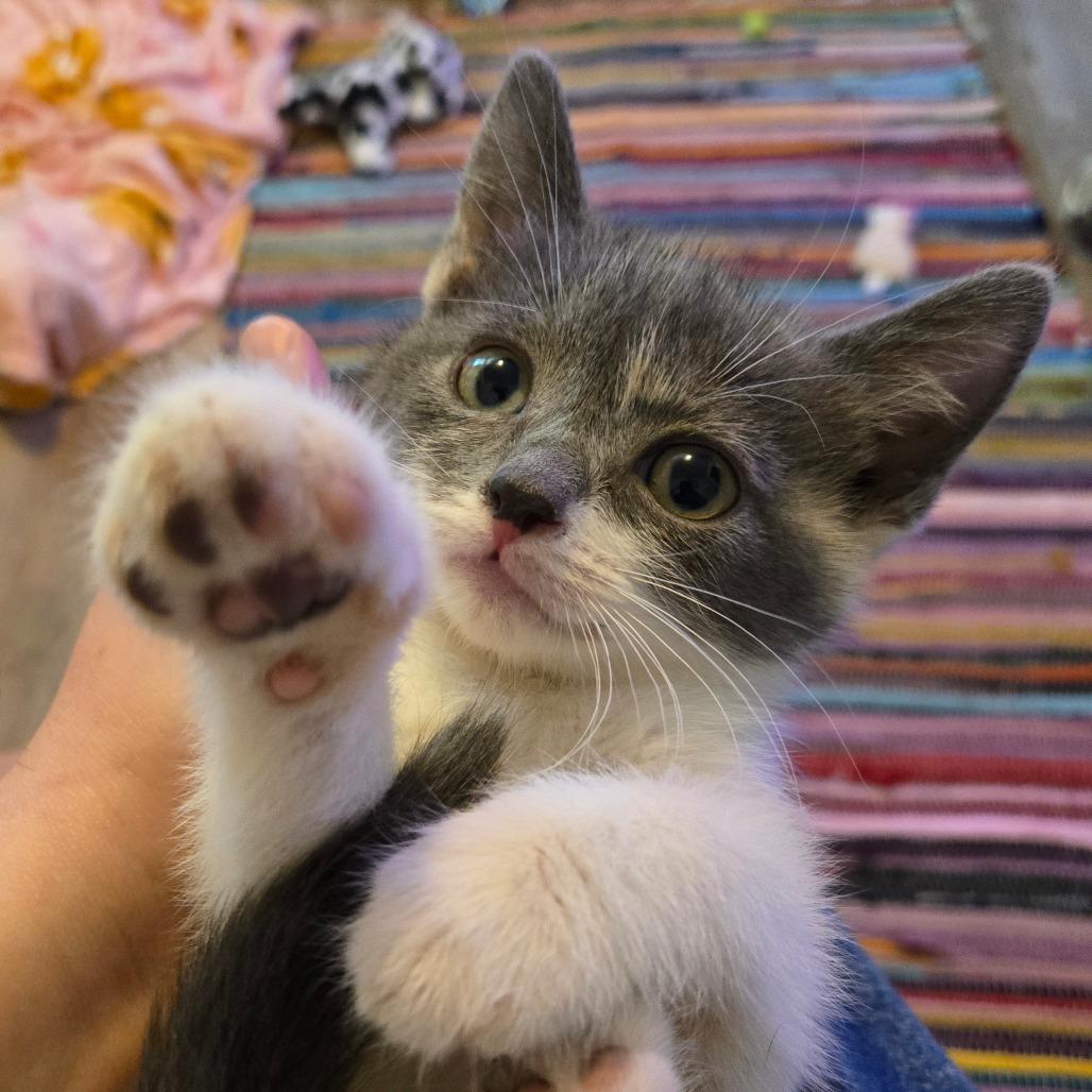 Millie, Adoptable, Kitten Female Domestic Short Hair.