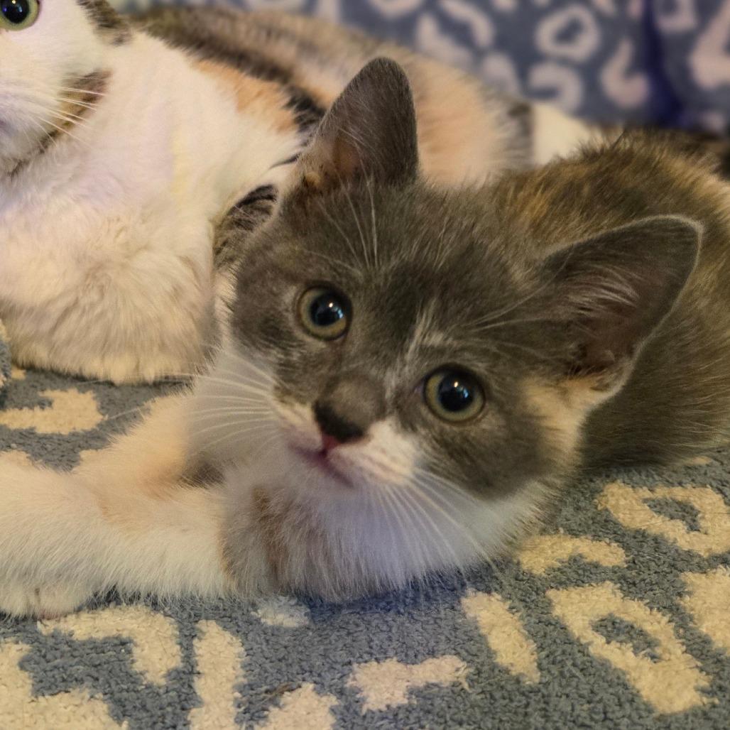Enlarge Millie, a Adoptable Domestic Short Hair in Ephrata, PA image 2/6