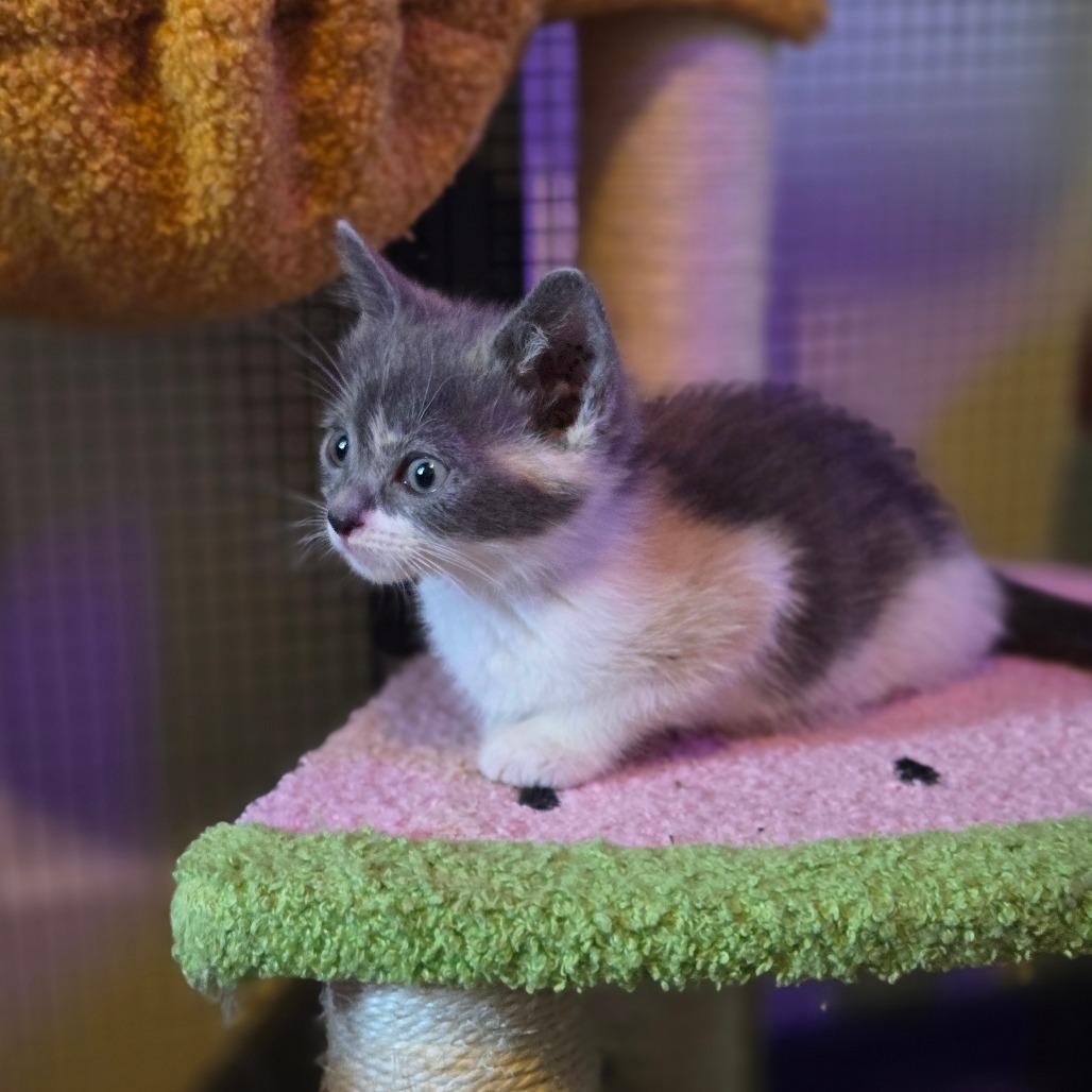 Enlarge Millie, a Adoptable Domestic Short Hair in Ephrata, PA image 4/6