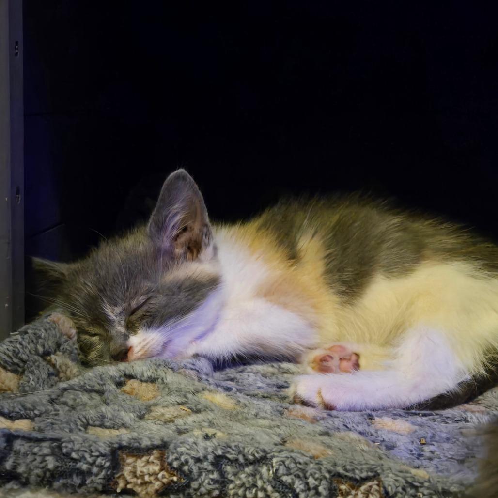 Enlarge Millie, a Adoptable Domestic Short Hair in Ephrata, PA image 5/6
