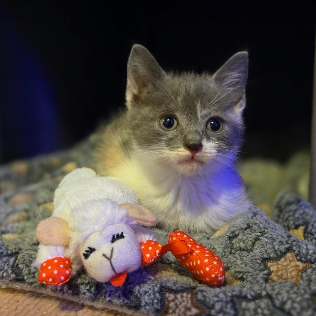 Enlarge Millie, a Adoptable Domestic Short Hair in Ephrata, PA image 6/6