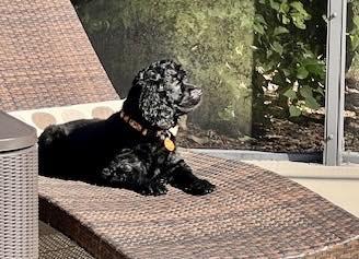 Enlarge Luna, a Adoptable Cocker Spaniel in Cape Coral, FL image 2/6