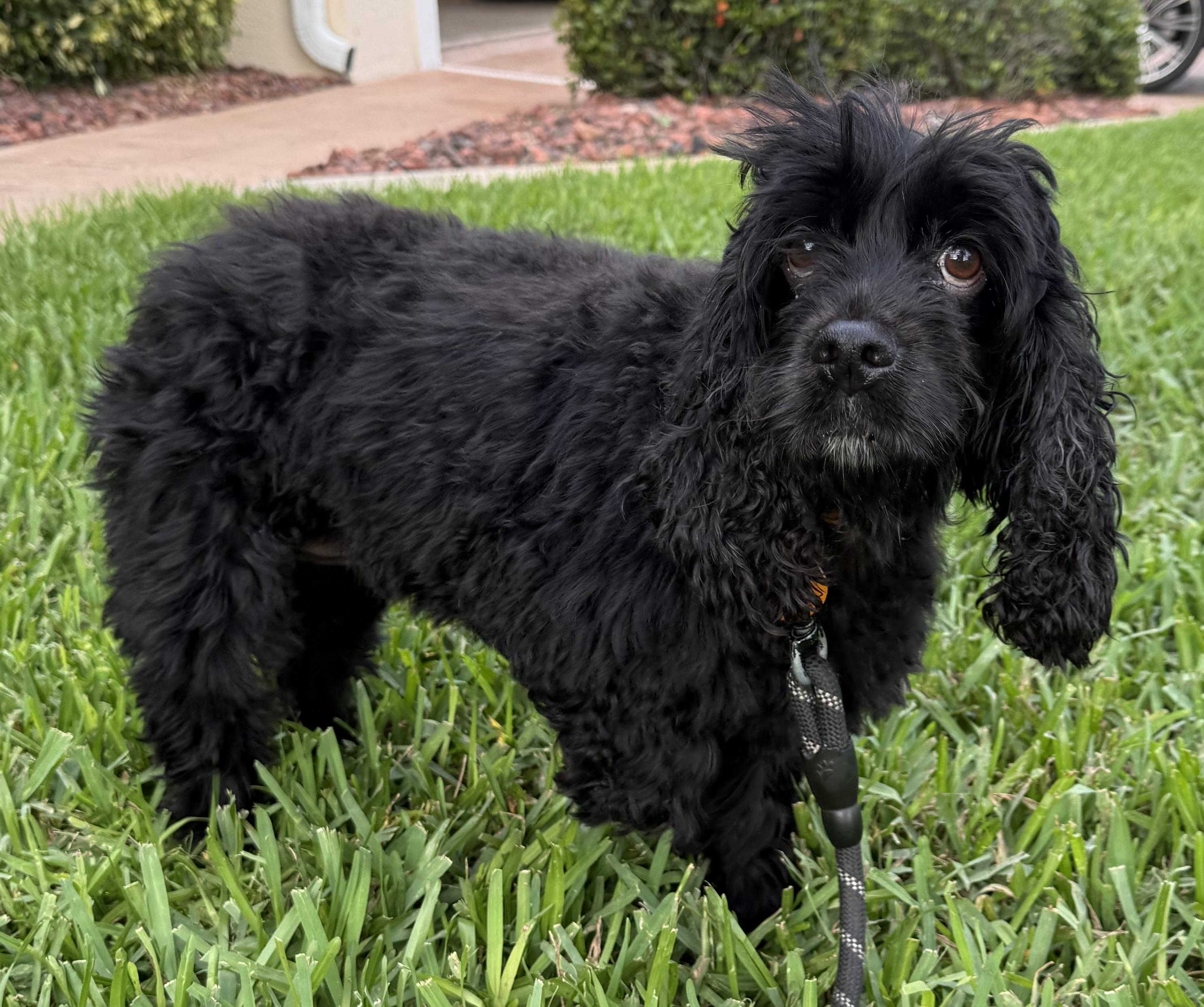 Enlarge Luna, a Adoptable Cocker Spaniel in Cape Coral, FL image 4/6