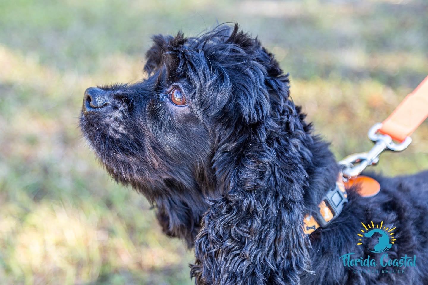 Enlarge Luna, a Adoptable Cocker Spaniel in Cape Coral, FL image 5/6