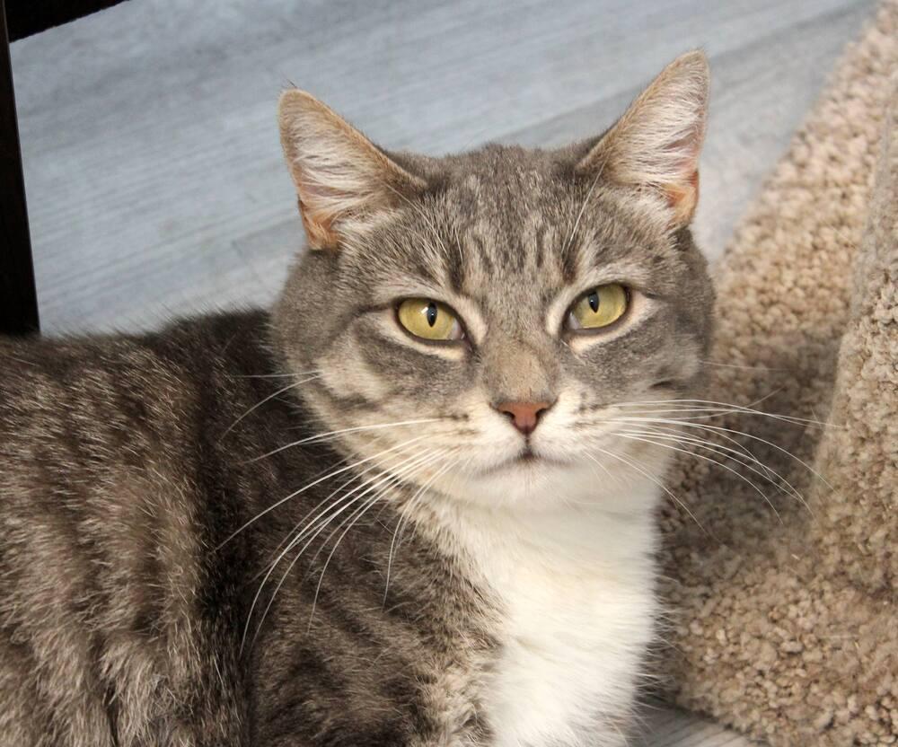 Enlarge Squeaker, a Adoptable Domestic Short Hair in Harpers Ferry, WV image 1/4