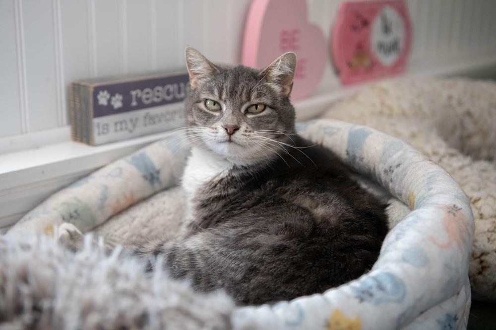 Enlarge Squeaker, a Adoptable Domestic Short Hair in Harpers Ferry, WV image 1/6