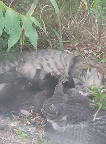 Enlarge Squeaker, a Adoptable Domestic Short Hair in Harpers Ferry, WV image 2/4