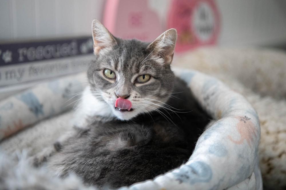 Enlarge Squeaker, a Adoptable Domestic Short Hair in Harpers Ferry, WV image 2/6