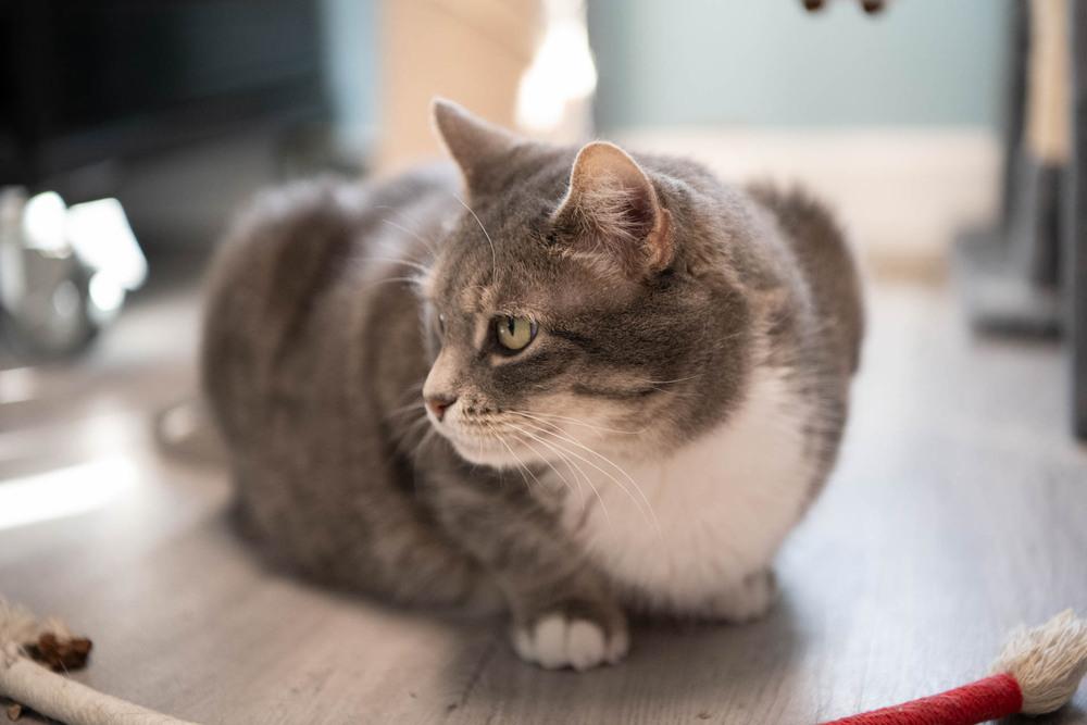 Enlarge Squeaker, a Adoptable Domestic Short Hair in Harpers Ferry, WV image 3/6