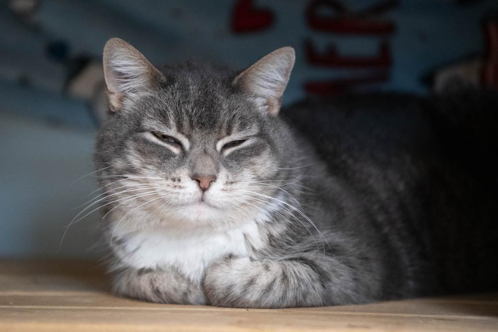 Enlarge Squeaker, a Adoptable Domestic Short Hair in Harpers Ferry, WV image 4/6