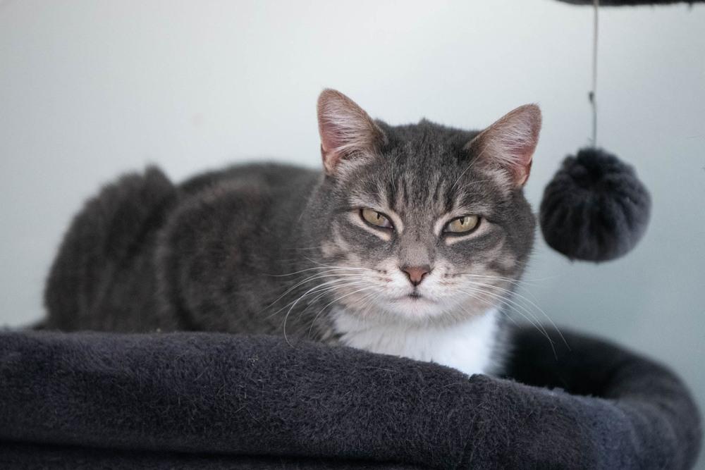 Enlarge Squeaker, a Adoptable Domestic Short Hair in Harpers Ferry, WV image 5/6