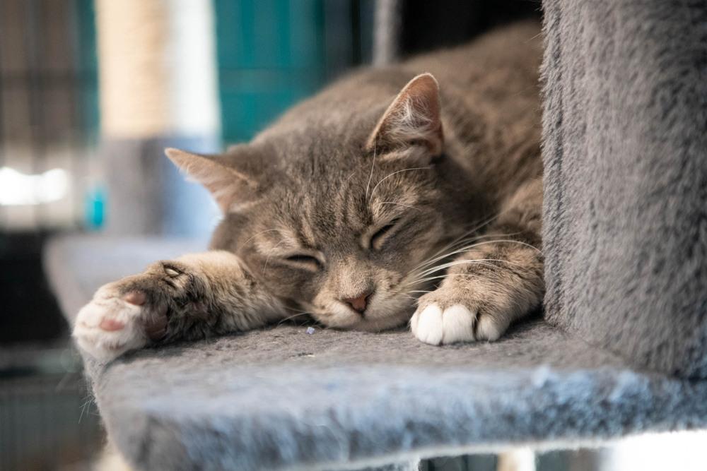 Enlarge Squeaker, a Adoptable Domestic Short Hair in Harpers Ferry, WV image 6/6